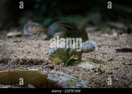 Gli scoiattoli sono membri della famiglia degli scoiattoli (Sciuridae) Foto Stock