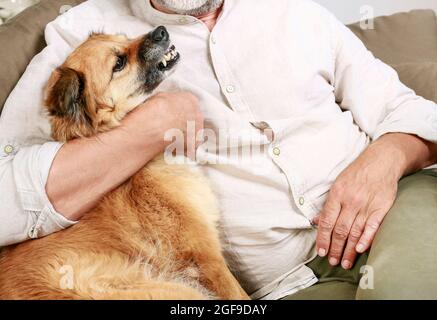 Il cane growls ad un altro cane. L'uomo cerca di calmare il cane. Gli animali domestici sono adorabili Foto Stock