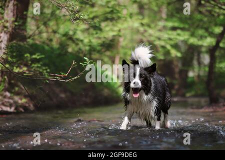 Joyful Border Collie si erge in acqua durante il Sunny Summer Day. Adorabile cane bianco e nero sorride nella natura. Foto Stock