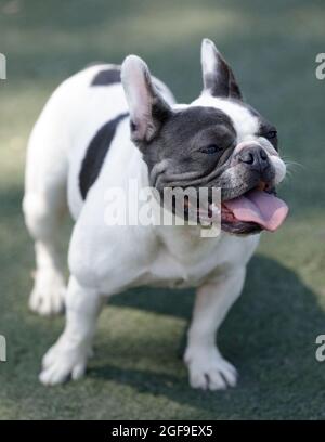 13 mesi-Vecchio blu, nero e bianco piebald femmina Frenchie. Parco per cani al guinzaglio nella California settentrionale. Foto Stock