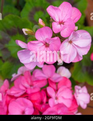 Flora, fiori, geranio rosa che cresce all'aperto in giardino. Foto Stock