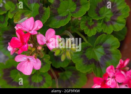 Flora, fiori, geranio rosa che cresce all'aperto in giardino. Foto Stock