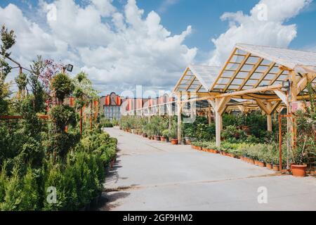 Alberi in vaso e piante in una serra Foto Stock