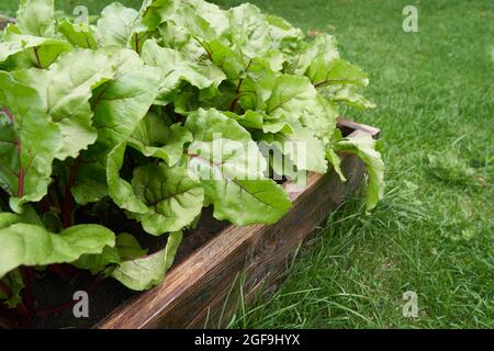 Parte di un letto in legno da giardino. Foglie di barbabietola verde fresche o piantine di barbabietole. Una fila di giovani foglie di barbabietola verde cresce su un letto di legno. Foto di alta qualità Foto Stock