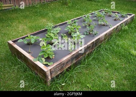 Il letto con fragole è coperto da un panno nero. Metodi moderni di coltivazione di fragole. Foto di alta qualità Foto Stock