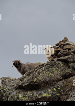 si scopa sulle montagne del tirolo orientale su una roccia Foto Stock