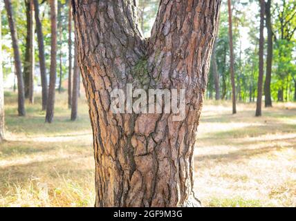 Modello umano simile al viso su un tronco d'albero nei boschi Foto Stock