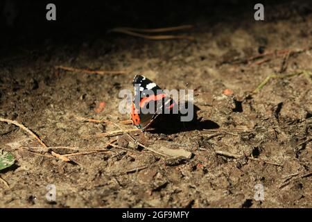 Vanessa atalanta, Ammiraglio Nero, Ammiraglio Rosso dell'emisfero settentrionale, Ammiraglio Rosso. Una farfalla nera e arancione con ali sparse siede sul terreno sabbioso Foto Stock