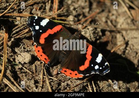 Vanessa atalanta, Ammiraglio Nero, Ammiraglio Rosso dell'emisfero settentrionale, Ammiraglio Rosso. Una farfalla nera e arancione con ali sparse siede sul terreno sabbioso Foto Stock