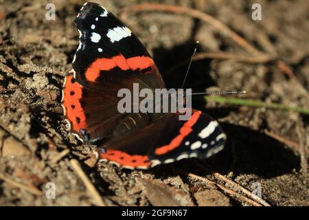 Vanessa atalanta, Ammiraglio Nero, Ammiraglio Rosso dell'emisfero settentrionale, Ammiraglio Rosso. Una farfalla nera e arancione con ali sparse siede sul terreno sabbioso Foto Stock