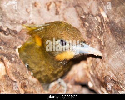 Greater Yellownape - Picus flavinucha mystacalis - guardando da vuoto nell'albero Foto Stock