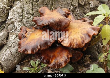 Set di funghi color ocra che crescono ai piedi della fotografia Tree.Horizontal. Messa a fuoco selettiva. Foto Stock