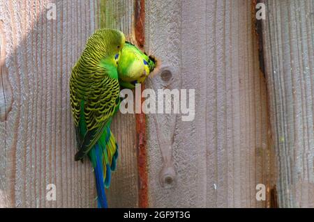 Un maschio budgie sta spazzolando le piume del suo partner, che guarda fuori dal buco del loro nido. È appeso al muro della loro casa. Foto Stock