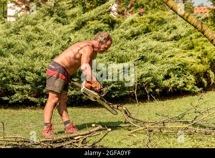 Giardiniere professionale taglia albero di frutta con motosega, manutenzione autunno giardino. Foto Stock