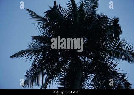 Palme da cocco contro il cielo blu e la luce del sole in estate Foto Stock