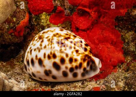 Il tiger cowry, Cypraea tigri, è uno dei più grandi e più comune cowries nelle Hawaii. Foto Stock