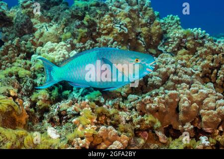 La fase terminale o finale di un parroto della testa di bullo, Chlorurus spilurus, Hawaii. Foto Stock