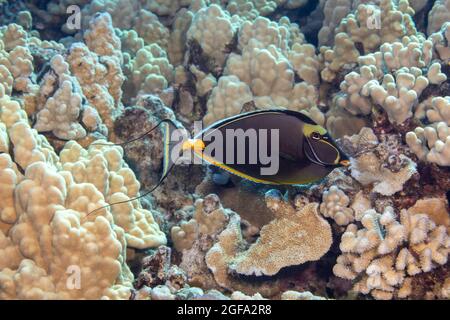 Questo orangespine unicornfish maschio, naso Lituratus, è un membro della famiglia dei surgeonfish, Hawaii. Foto Stock