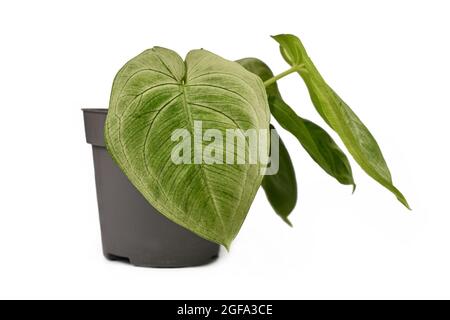Piccola pianta tropicale 'Syngonium Macrophyllum Frosted Heart' in vaso di fiori isolato su sfondo bianco Foto Stock