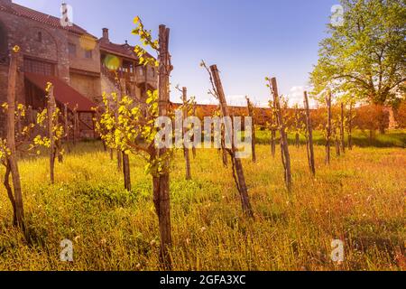 Panorama di Alaverdi monastero ortodosso e vigneto nella regione Kakhetia in Georgia orientale Foto Stock