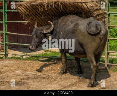 Water bull vicino alimentatore con fieno in estate calda giorno di sole Foto Stock