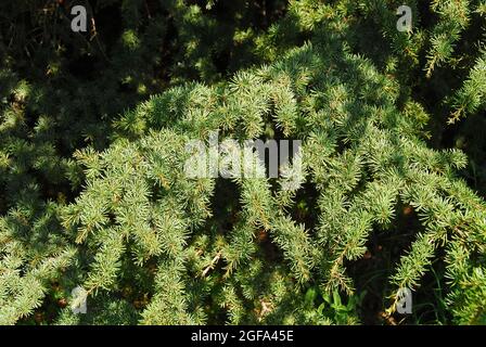 Cipro cedro, Zypern-Zeder, Cedrus brevifolia, ciprusi cédro Foto Stock