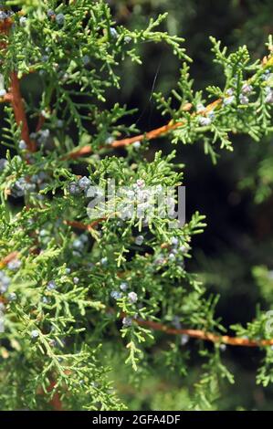 Ginepro fenico o Arâr, Phönizischer Wacholder, Rotfrüchtiger Wacholder, Juniperus phoenicea, föníciai boróka Foto Stock