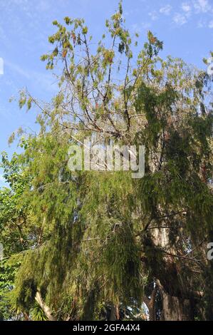 Ginepro delle isole Canarie, Zedern-Wacholder, Juniperus cedrus, Kanári-cedrus, minacciato di estinzione, Tenerife, Isole Canarie, Spagna Foto Stock