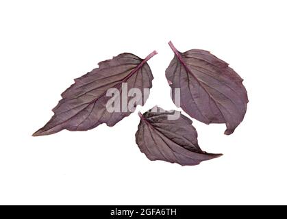 Basilico. Foglie di erbe di basilico rosso isolate su sfondo bianco. Basilico Opale viola scuro. Foto Stock