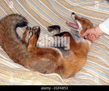 Gioca tempo per la volpe di 6 anni Miss Snooks nel suo appartamento fornito dagli amanti degli animali gentile e hearted Steve e Nola Edgington. PIC MIKE WALKER 2009 Foto Stock