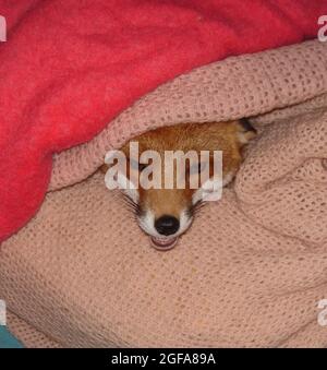 La volpe di 6 anni Miss Snooks riccia sotto le coperte del suo letto nel suo appartamento fornito dai gentili amanti degli animali hearted Steve e Nola Edgington. PIC MIKE WALKER 2009 Foto Stock