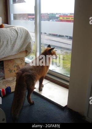La volpe di 6 anni Miss Snooks guarda fuori dalla finestra del suo appartamento fornito dal cuore gentile amanti degli animali Steve e Nola Edgington. PIC MIKE WALKER 2009 Foto Stock