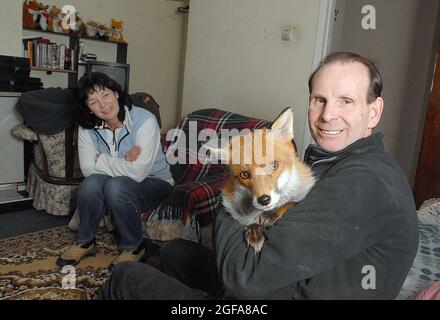 6 anni di volpe Miss Snooks nel suo appartamento fornito da gentile cuore animali amanti Steve e Nola Edgington. PIC MIKE WALKER 2009 Foto Stock