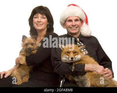 6 anni di volpe Miss Snooks nel suo appartamento fornito da gentile cuore animali amanti Steve e Nola Edgington. PIC MIKE WALKER 2009 Foto Stock