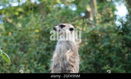 Dettaglio del volto di meerkat. Sullo sfondo ci sono alberi. Foto Stock