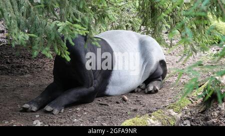 Tapir piebald indiano orientale asiatico malese adagiato sotto un albero Foto Stock