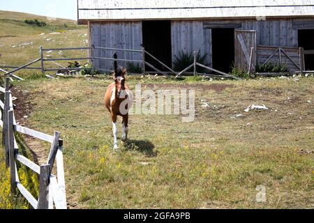 Scatto di un cavallo marrone con una mana nera che corre verso la fotocamera dalla sua stalla Foto Stock