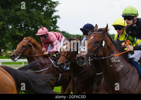 Cavalli e loro scherzi galoppare lungo il rettilineo all'inizio di una gara durante l'Ebor Racing Festival alle corse di York. Foto Stock