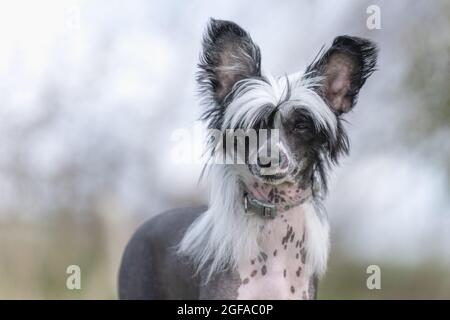Aggiungi un commento Foto Stock