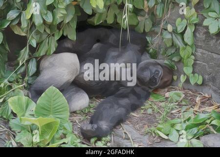 Un'illustrazione di un Gorilla che prende un pisolino pomeridiano allo zoo Foto Stock