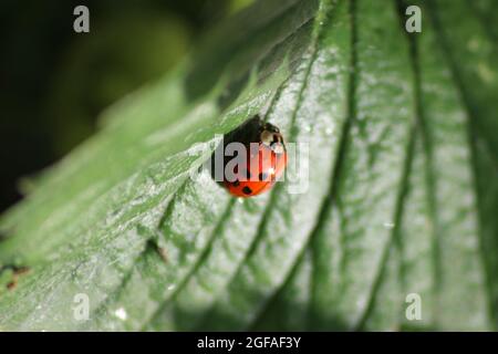 Ladybird su una foglia Foto Stock