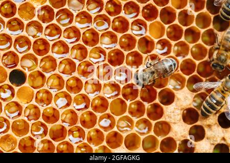 Macro foto di api da lavoro su nidi d'ape. Immagine dell'apicoltura e della produzione del miele Foto Stock