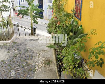 Lisboa, Portogallo. 24 agosto 2021. (INT) Vista di Beco do Allegrete a Lisbona. 24 agosto 2021, Lisbona, Portogallo: Vista da Beco do Allegrete, che ha già vinto il premio per la strada più fiorita di Lisbona, Portogallo, Martedì (24) (Credit Image: © Edson De Souza/TheNEWS2 via ZUMA Press Wire) Foto Stock