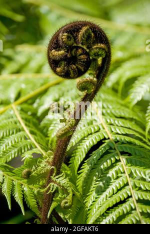 Spiegatura frond (Koru) di Silver Fern (Alsophila dealbata), Marlborough Sounds, regione di Marlborough, Nuova Zelanda Foto Stock