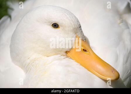 Anatra bianca di Aylesbury, Mona vale Homestead, Fendalton Road, Fendalton, Christchurch, Canterbury, Nuova Zelanda Foto Stock