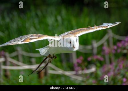 Barn Owl in una mostra volante al Castello di Warwick Foto Stock