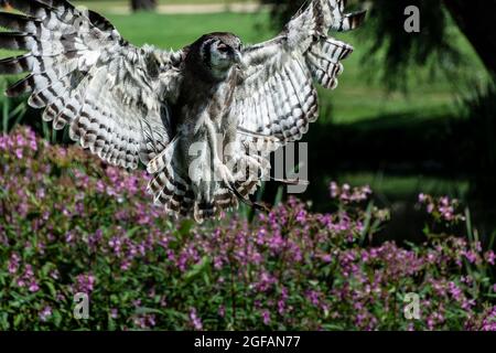 Eagle gufo in una mostra volante al castello di Warwick Foto Stock