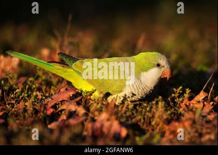 Parakeets monk che si nutrono a terra Foto Stock