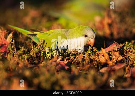 Parakeets monk che si nutrono a terra Foto Stock