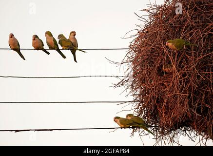 Monaco Parakeets nido comune in habitat urbano Foto Stock